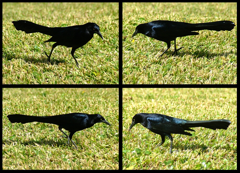 (14) crow montage.jpg   (1000x720)   528 Kb                                    Click to display next picture